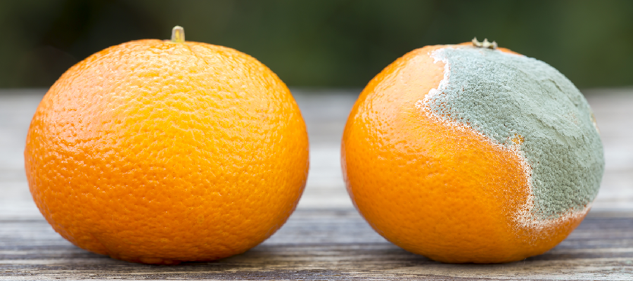 El Secreto de la Juventud: SOD (Superóxido Dismutasa)