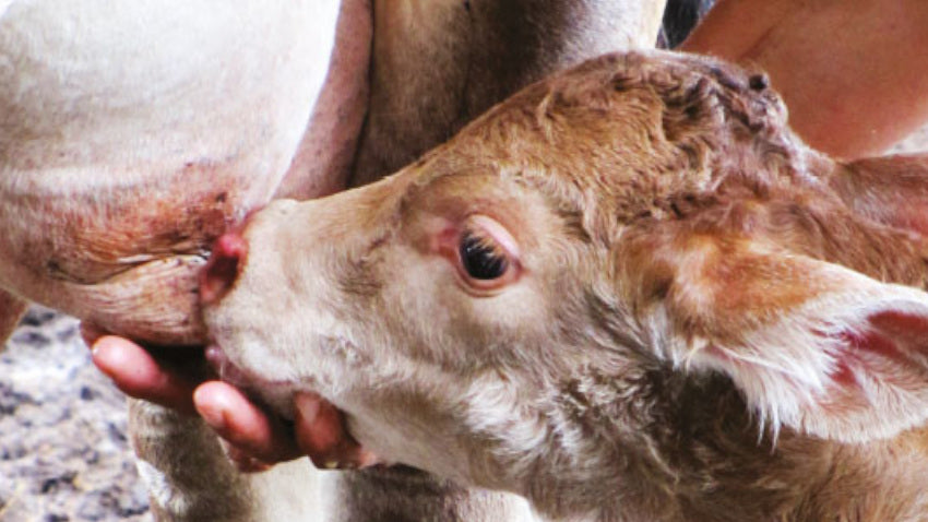 The Comprehensive Guide to Colostrum Supplements: Benefits, Usage, and Suitability