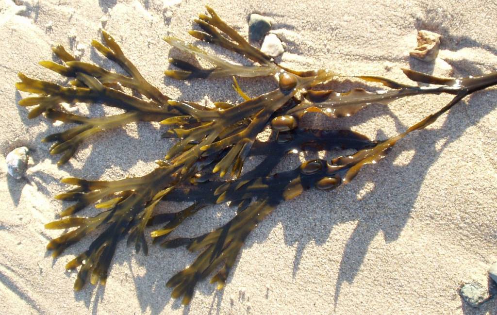 Fucus vesiculosus como fuente de magnesio en tu dieta