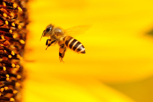 Beneficios de la cera de abejas para el cuidado de piel y cabello: Guía completa