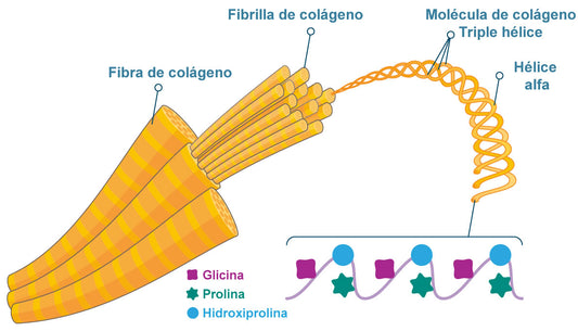 Descubriendo el Milagro de la Biosíntesis del Colágeno: Su Formación y Beneficios para la Salud y Belleza