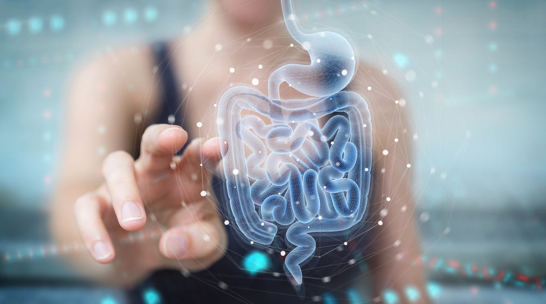 Synbiocol: Un Avance Revolucionario para la Salud del Microbioma Intestinal