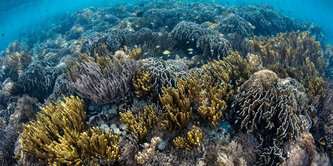 Colágeno de origen marino: Un producto polaco que transforma la industria cosmética