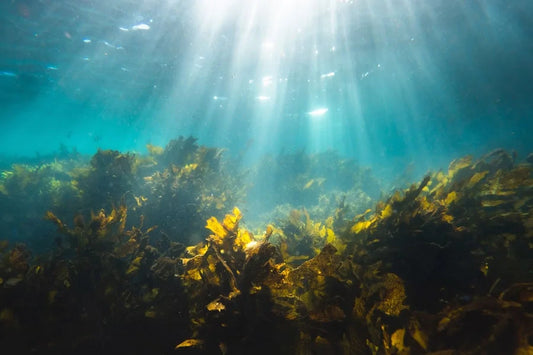 Fucus, la Lechuga de Mar: ¿Por qué es Tan Beneficioso para la Salud?