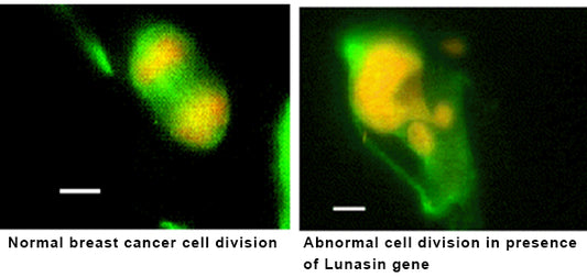 Discovering the Lunasin Peptide: A Fortunate Accident