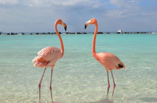 Unlocking the Power of Astaxanthin: From Flamingos to Human Health