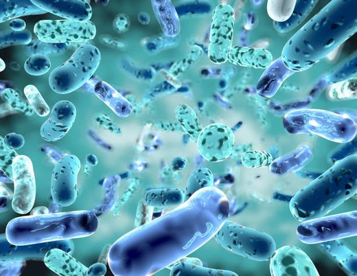 Probióticos únicos en Synbiocol: beneficios más allá del yogur y el kéfir
